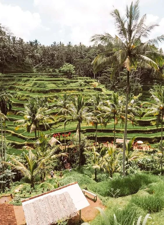 Tegalalang-Rice-Terrace