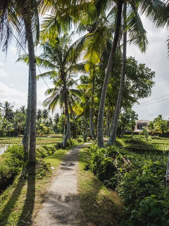 Ubud-Kajeng-Rice Terraces-bali-attractions