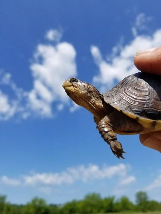 Box turtles