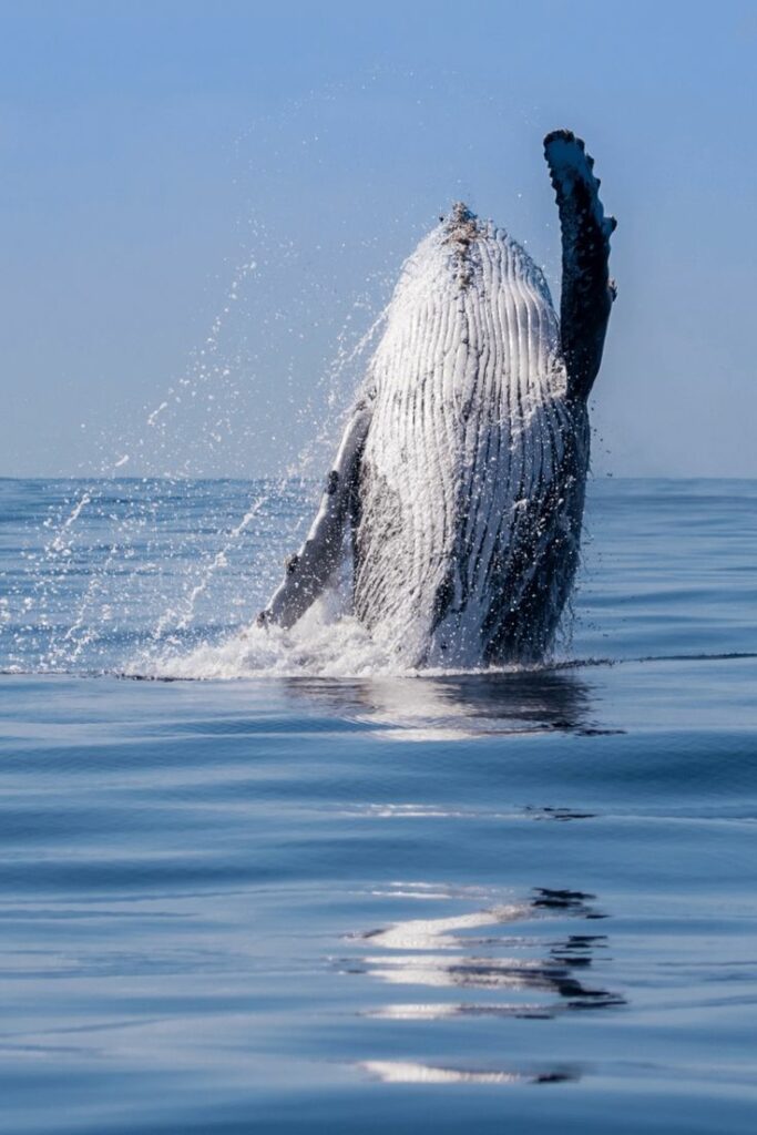 Majestic Humpback Whales