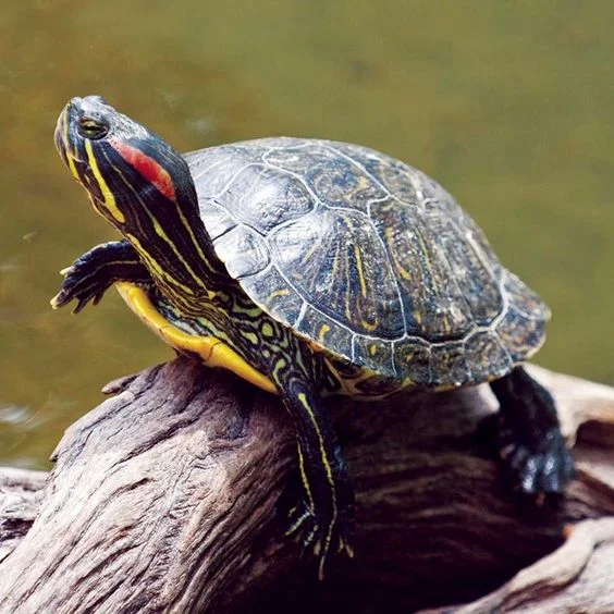 Red-eared sliders