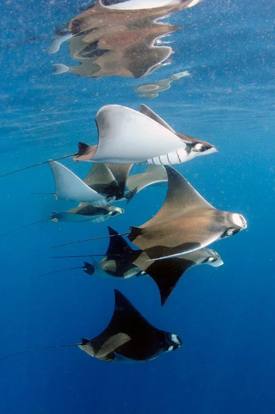 manta rays